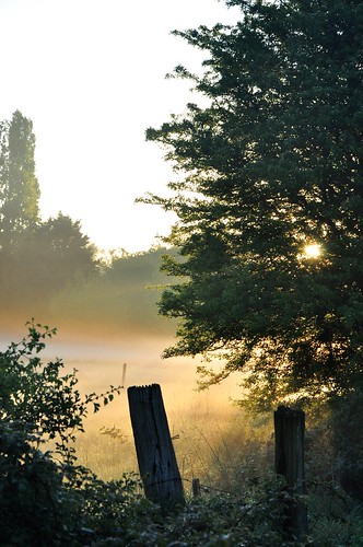 mist yellow sunrise sun sunlight fog light tree grass white fence green meadow nantes