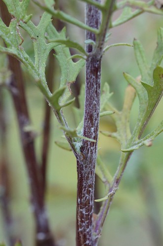 jacobée - Jacobea vulgaris (= Senecio jacobaea) - séneçon jacobée 37394417351_b98f3210b8