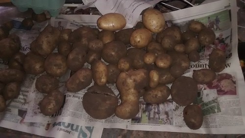 potatoes Oct 17