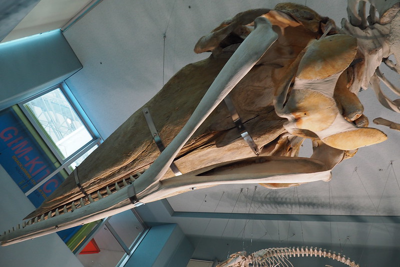 名古屋港水族館クジラ骨格標本