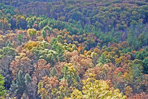greenridgestateforest westernmaryland maryland autumn fallfoliage colours coloursofautumn