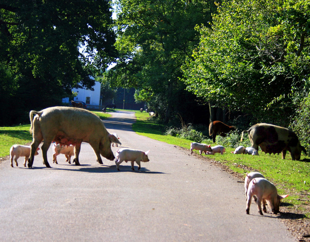 Pigs and piglets roaming free in the New Forest. Credit ian mcwilliams, flickr