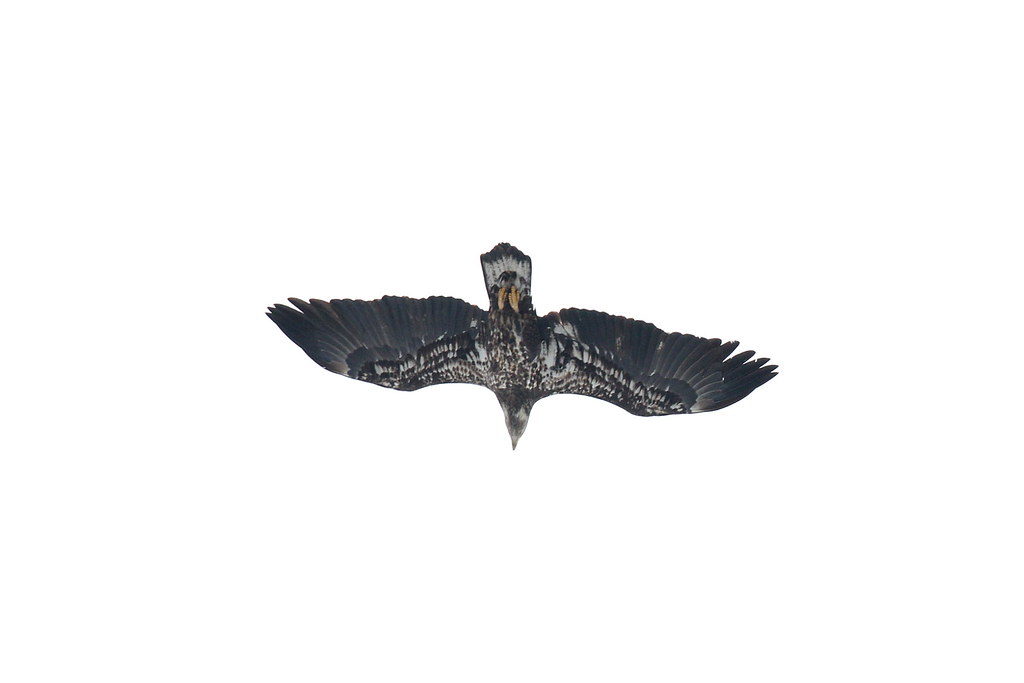 Фотография 'Белоголовый орлан (immature)'