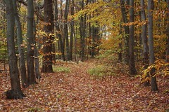 Fall Foliage at Royalty Oaks
