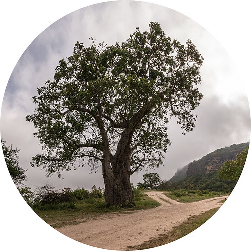 wadihinna dhofar oman adansoniadigitata baobab tree tondo