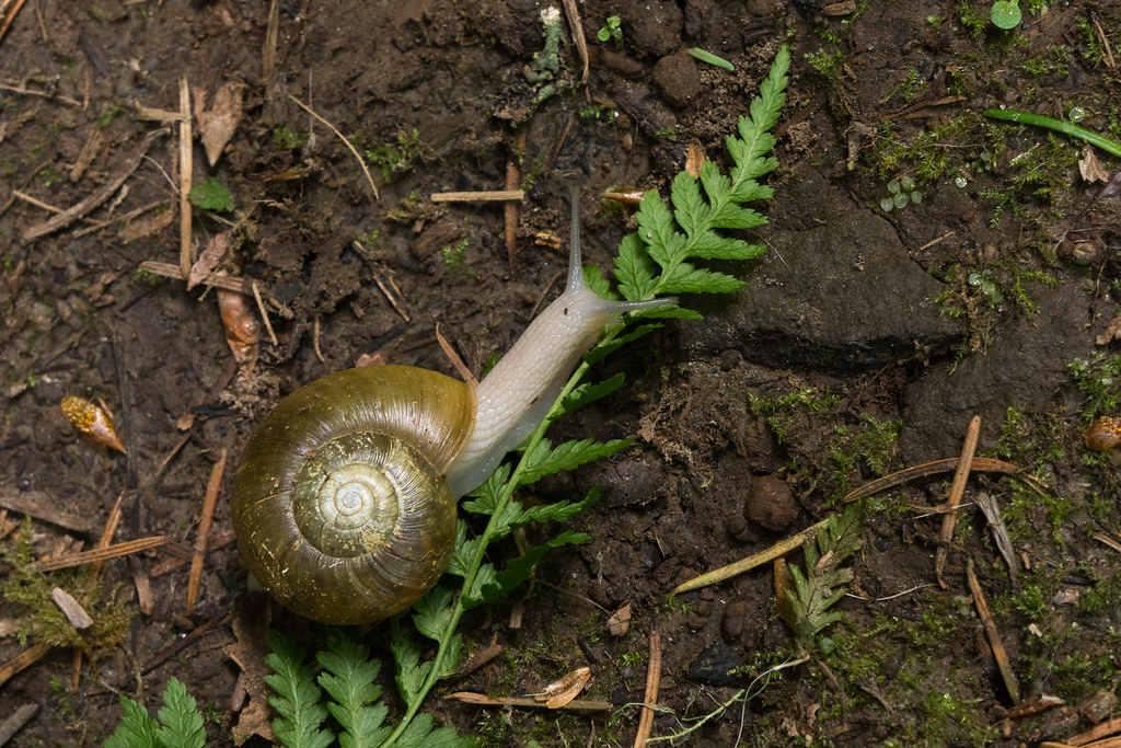 A snail crawls across a fern frond in the Columbia River Gorge