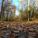 Fall in the Mill Creek Ravine