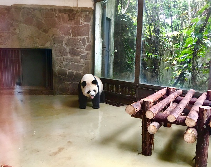 四川成都大熊貓繁育研究基地, 四川成都旅遊必訪景點, 可參觀各種可愛的大熊貓