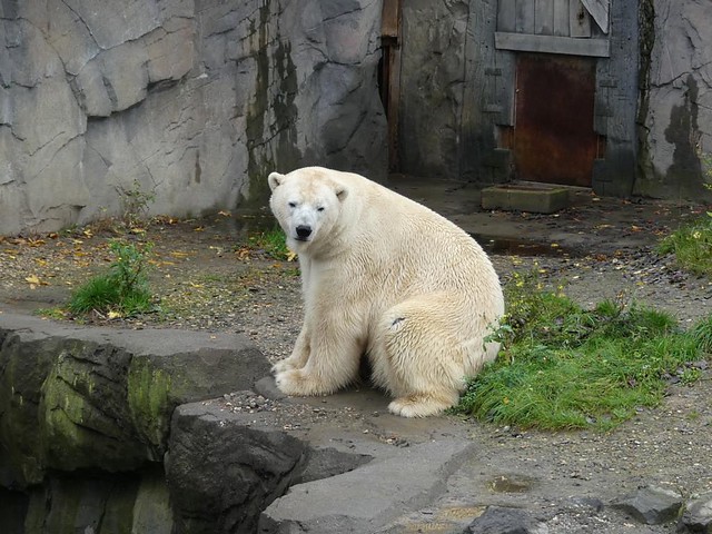 Eisbär Nanuq, Zoo Hannover