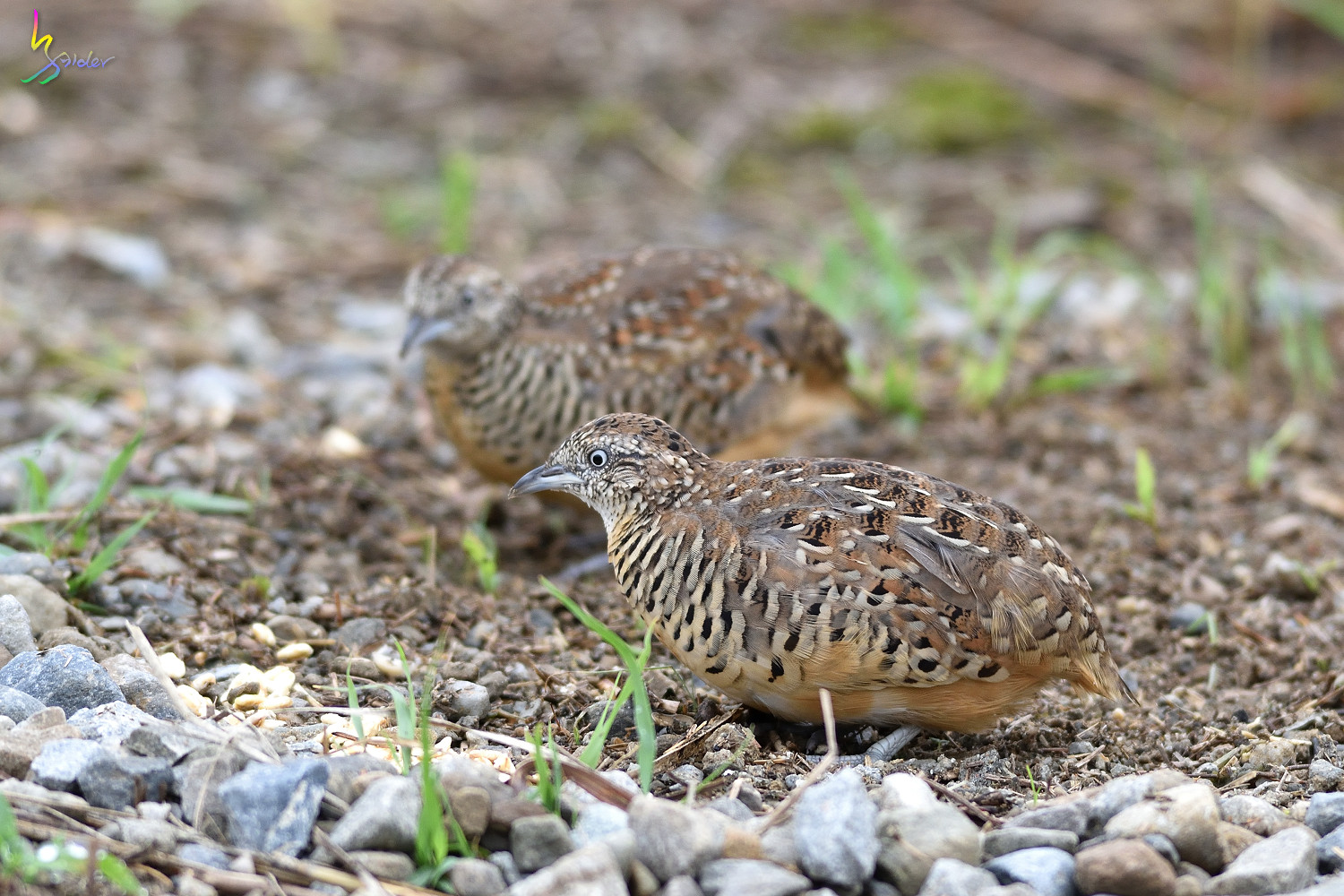 Barred_Buttonquail_3689