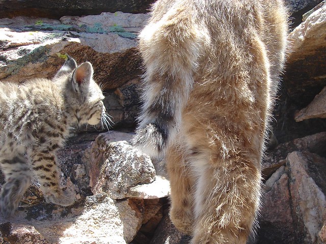 bobcat mom and kitten