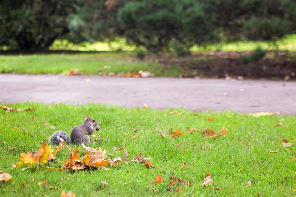 A gray squirrel muching on an acorn, sitting on the grass, surrounded by yellow leafs, at Kew Gardens, London