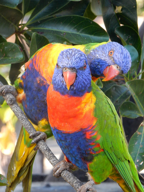 Eungella National Park, el hogar del asombroso ornitorrinco - AUSTRALIA POR LIBRE: EL PAÍS DEL FIN DEL MUNDO (8)