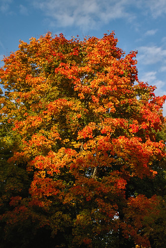 europa polska poland podlasie białowieża jesień autumn kolory colors czerwony red niebieski blue drzewa tree liście leaves przyroda nature natura