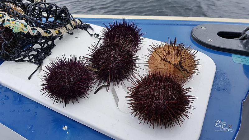 tasmania seafood seduction cruise wild sea urchin