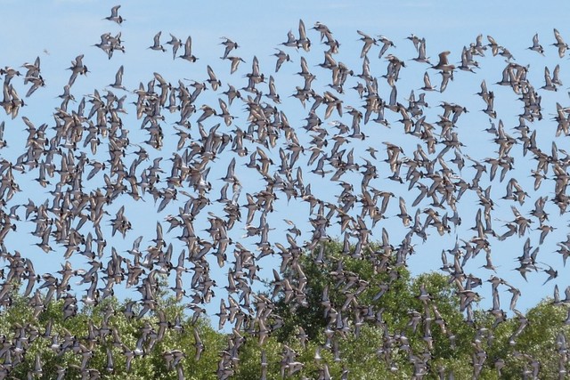 Black-tailed Godwits, Nijinda Durlga (Tarrant) coast