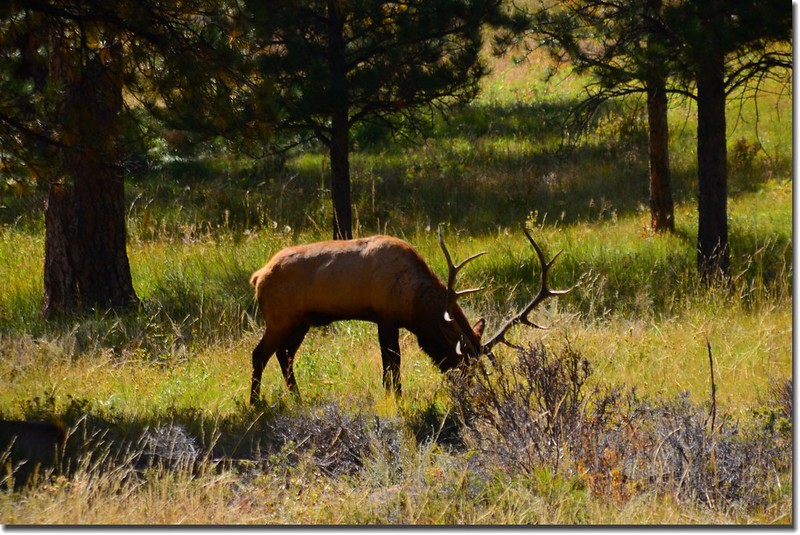 Elk at Rocky Mountain National Park (5)