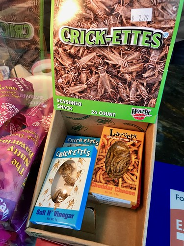food snacks insect bugs worms cricket taste gross