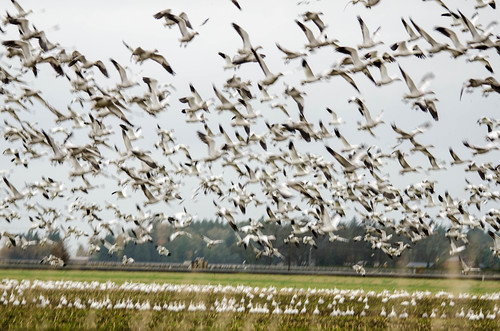Migrating Snow Geese-14