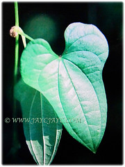 Heart-shaped and 3-lobed leaves of Dioscorea polystachya (Chinese Yam, Cinnamon Vine, Ubi Keladi in Malay), 5 Oct 2017