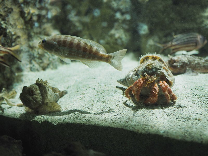 akvaario-merielämää-rodos
