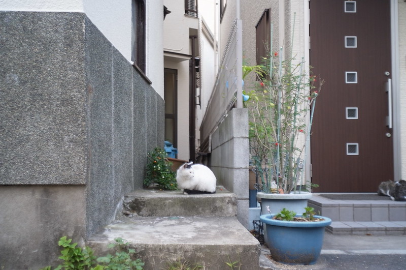 雑司ヶ谷鬼子母神脇の路地の猫