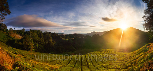 teaplantation landscape crop teagardens cameronhighlands hilly clouds horticulture teaestate southeastasia camellia lensflare green pahang flare asia highlands nature dawn hills early tea plantation malaysia morning panorama sky panoramic sunrise colonial scenic camelliasinensis outdoors sun agriculture steep tanahrata valley
