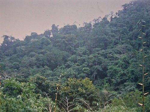 Rain Forest, Asa Wright Nature Center, Trinidad