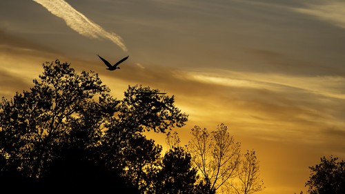 bird inflight fortmorgan colorado sunset sun silhouette canadagoose goose tree clouds sky b4 b5 b6candidates b7 forthebirds bestbirds colorreal inforthebirds one solo alone b8 onsmugmug morgancounty best2017 linkedin bestof2017 allof2017 theselect topselect b6 bestclouds myfavorites minimalism