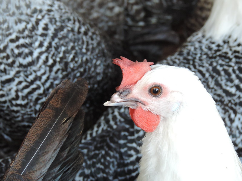 Chickens have their beak trimmed on farm, Vietnam 2013