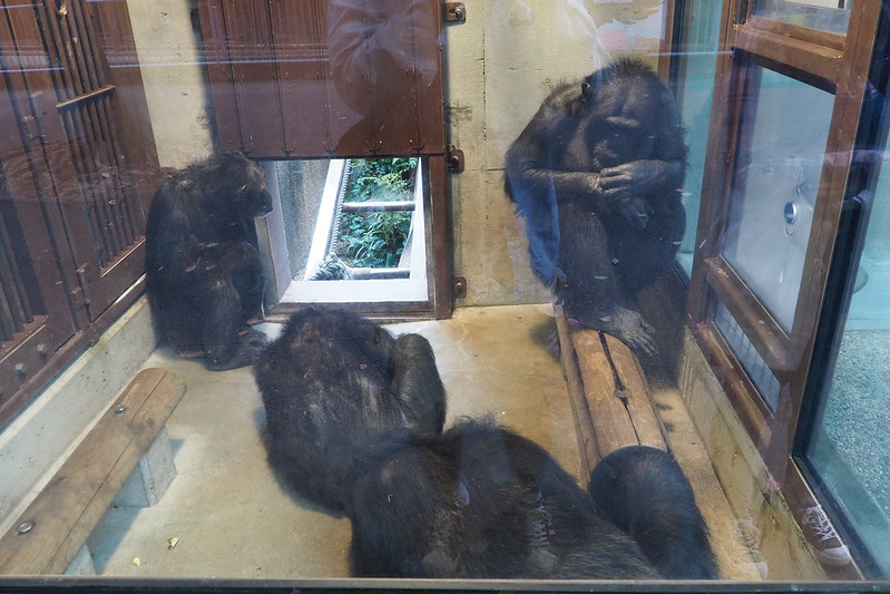 名古屋東山動物園実験場で寒さをしのぐチンパンジー
