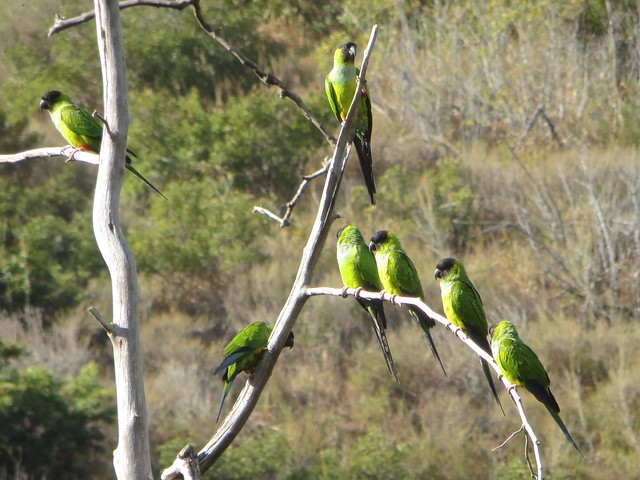 Friday morning parrots