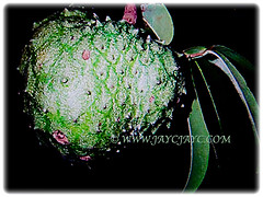 Firm-textured fruit of Annona muricata (Soursop, Prickly Custard Apple, Durian Belanda in Malay) can weigh betwween 4.5-6.8 kg, 22 Oct 2017