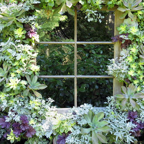 Succulent frame a window in a garden in New Westminster, BC