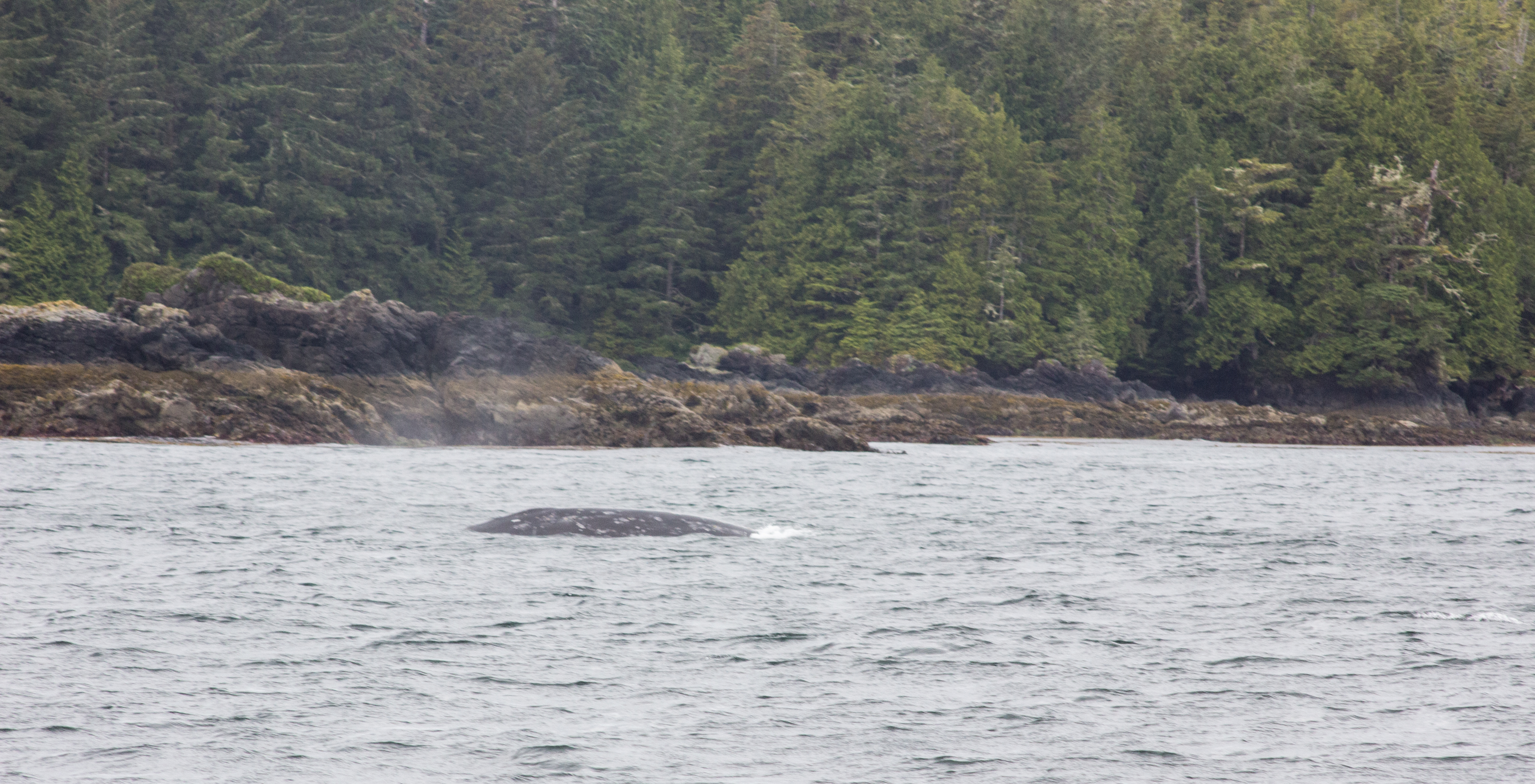 Spotting a whale on a whale watching tour with Jamie's Whaling Station, Tofino 