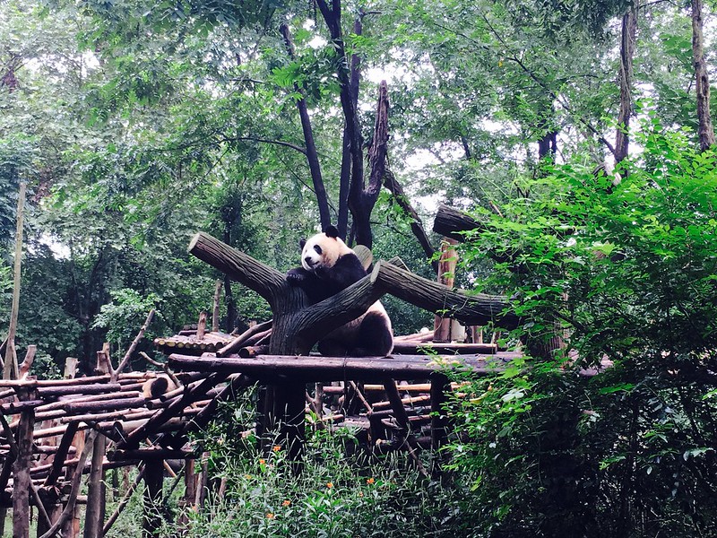 四川成都大熊貓繁育研究基地, 四川成都旅遊必訪景點, 可參觀各種可愛的大熊貓