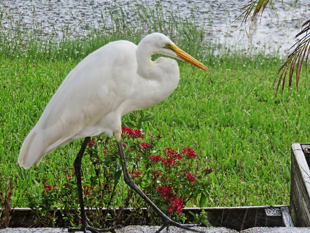 Great Egret on patio 03-20171016
