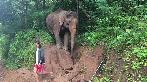 How an elephant takes a huge step down