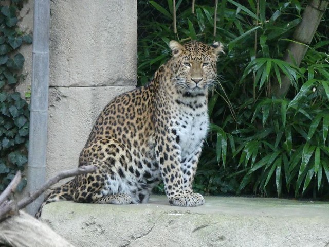 Leopard Julius, Zoo Hannover