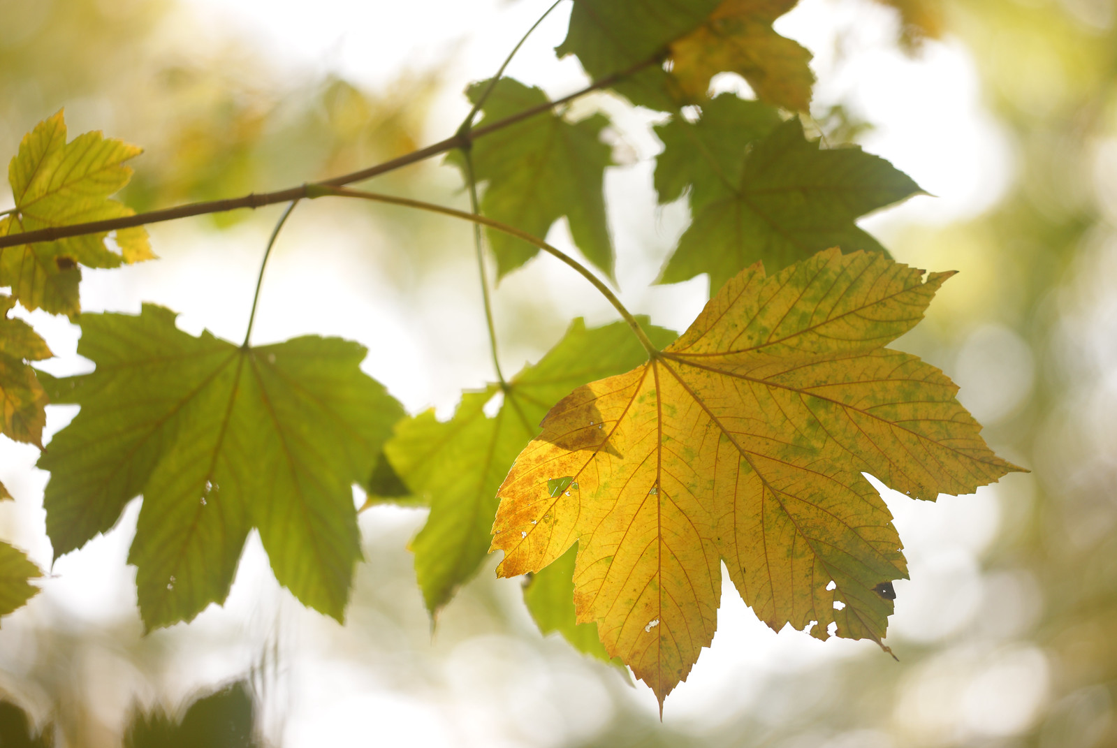 Autumn Maple Leaves, Friston Forest