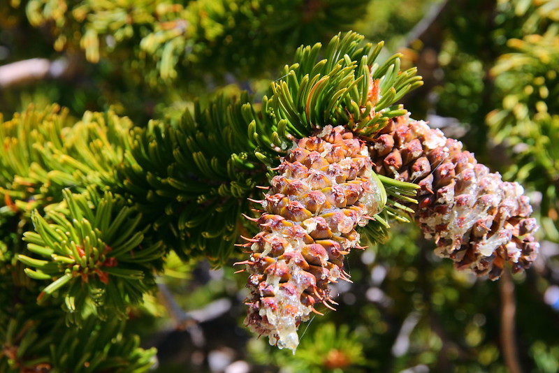 IMG_8107 Great Basin Bristlecone Pine Cone