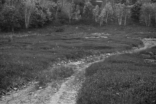 roadway rural dirtroad field forest autumn autumncolors westrockport maine nikond3300 mamiyasekor80mmf28 mamiyaprime primelens blackandwhite monochrome monochromatic landscape