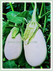Fabulous white coloured Solanum melongena (Brinjal, Eggplant, Aubergine Terong in Malay), 30 Sept 2017