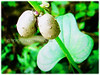 Dioscorea polystachya (Chinese Yam, Cinnamon Vine, Ubi Keladi in Malay