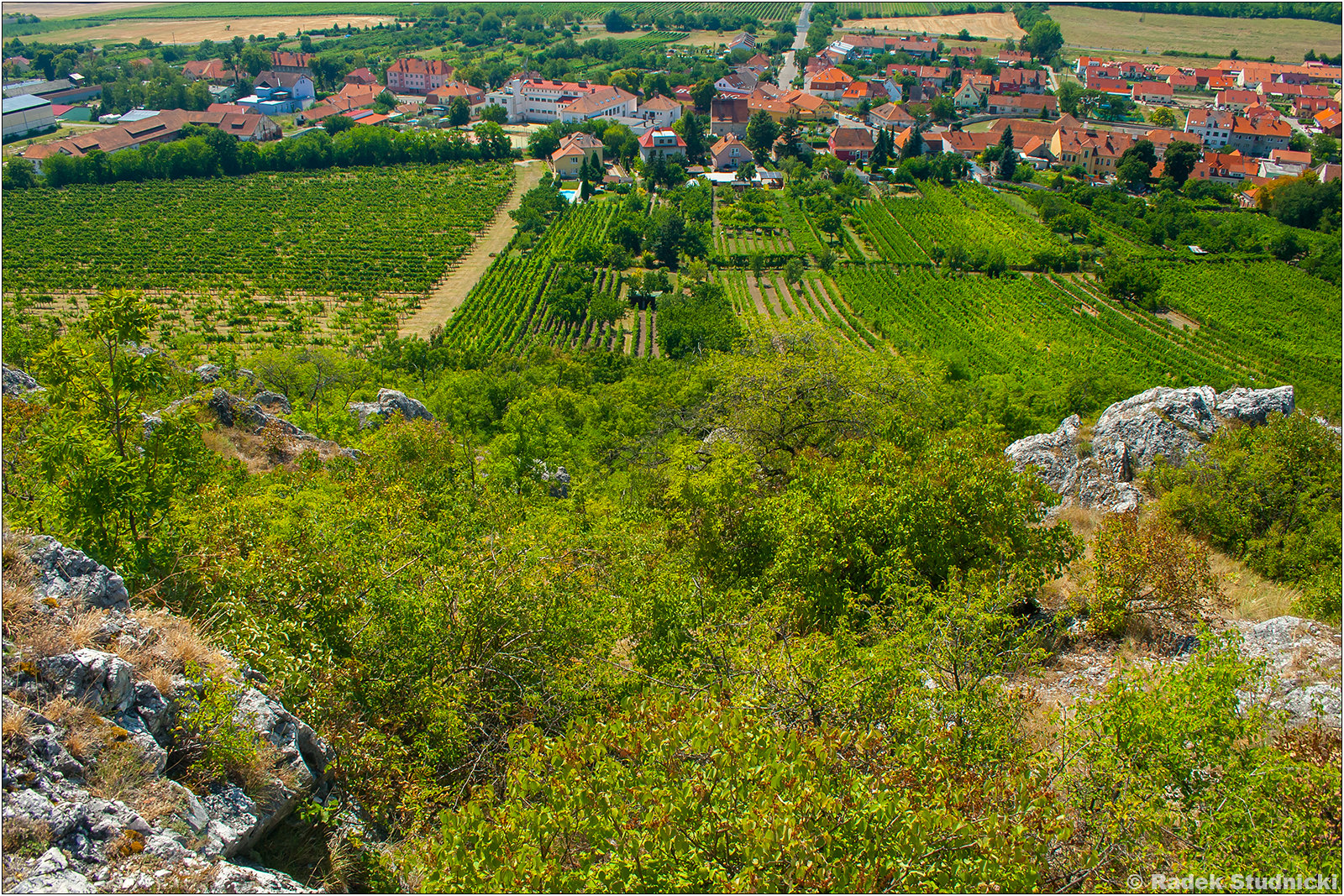 Morawskie winnice