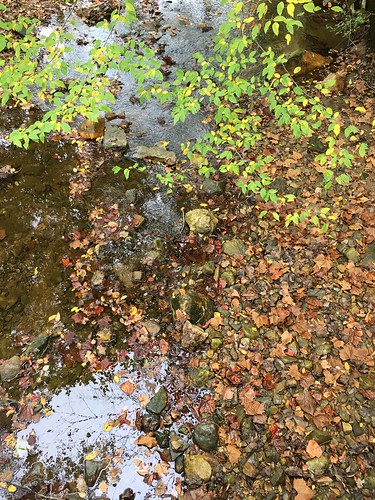 parkschool pikesville maryland woods streams leaves fallcolor texture htt iphone