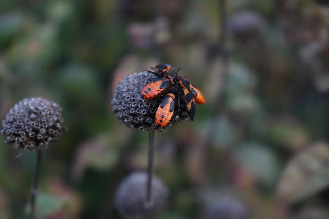 six black-and-orange bugs with their heads together in a circle off-center on the right of the seedhead