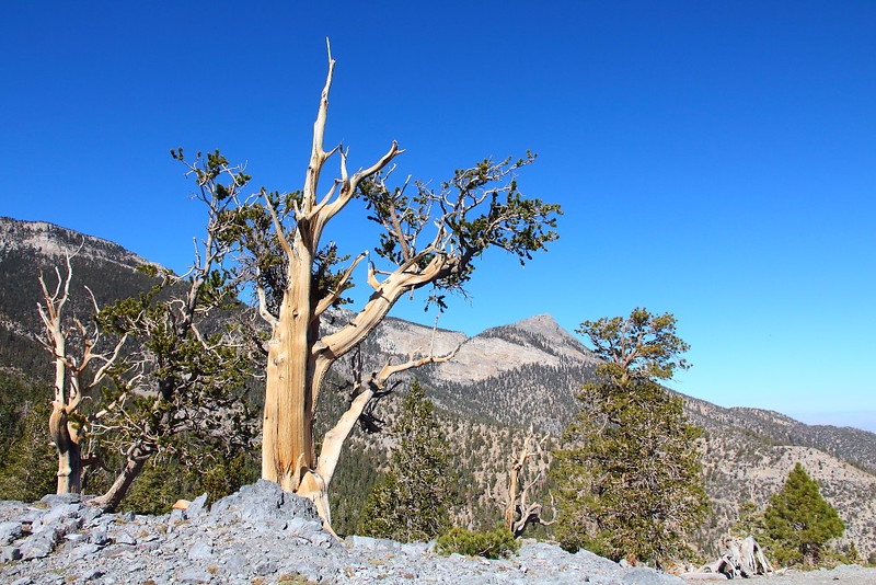 IMG_8100 Great Basin Bristlecone Pine