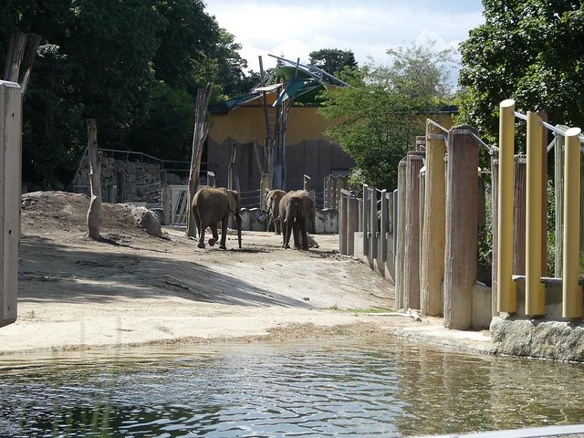 Afrikanischer Elefant, Tiergarten Schönbrunn