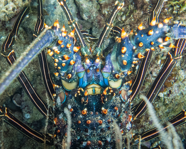 lobster closeup